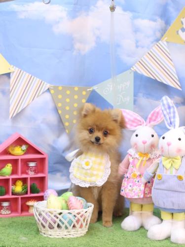 20240312ショコラちゃん